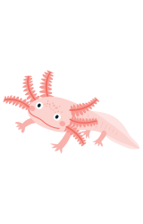 Axolotl 