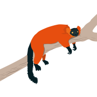 Red Ruffed Lemur 