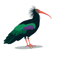 Northern Bald Ibis 