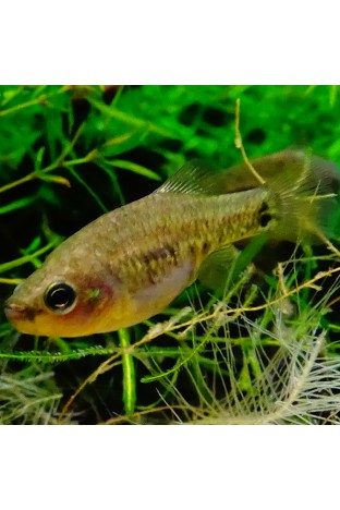 Tequila fish: A Freshwater success story 